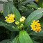 Silky Gold Milkweed