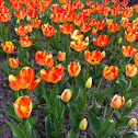 Tulpe
