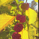 American Beauty Berry