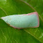 Pink Planthopper