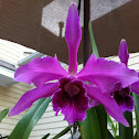 Laelia Pacavia