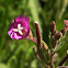 Great willowherb