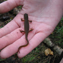 Central Newt