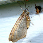 Bruce Spanworm Moth