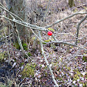 Winterberry
