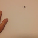 Boxelder Bug