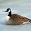 Canada Goose