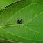 Dogwood Spittlebug