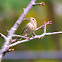 purple finch - female