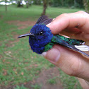 White-necked Jacobin
