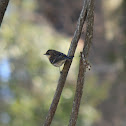 Yellow-rumped Warbler