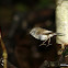 Brown Thornbill