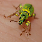 Pale Green Weevil