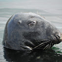 Grey Seal