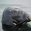 Grey Seal