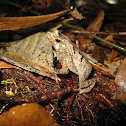 Crested forest toad