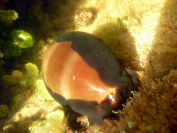 Spotting Image 1