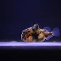 Siberian Lumpsucker (aquarium)