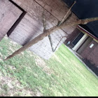 Walking Stick
