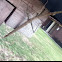 Walking Stick