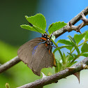 Great Purple Hairstreak