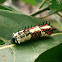 Common Mime Catapiller