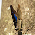Unknown butterfly