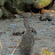 Desert Cottontail Rabbit