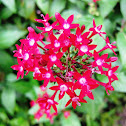 Egyptian Starcluster