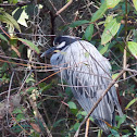 Yellow Crowned Night Heron