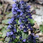 Common Bugle