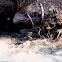 Water Ouzel