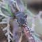 Leaf footed bug