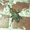 Flesh Fly (Mutated)