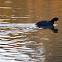 American Coot