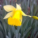 Daffodil