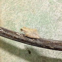 frog, กระปาด