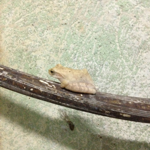 Spotting Image 1