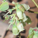 Blue Ridge Blueberry