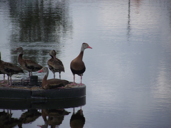 Spotting Image 1