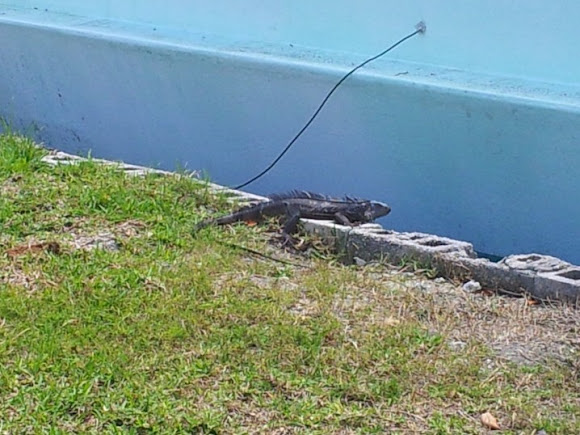 Spotting Image 1