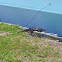 Iguana