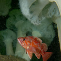 Vermilion rockfish