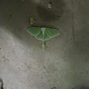 Luna Moth