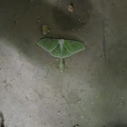 Luna Moth