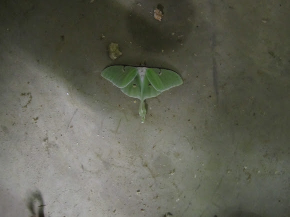 Spotting Image 1