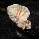 Marasmiellus candidus