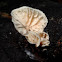 Marasmiellus candidus