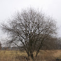 Goat Willow