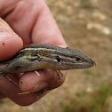 large psammodromus; lagartija colilarga